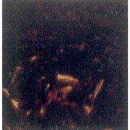 Golpeador Adhesivo Acústica Gotoh F5 Negro Concha Golpeador Adhesivo Acústica Gotoh F5 Negro Concha